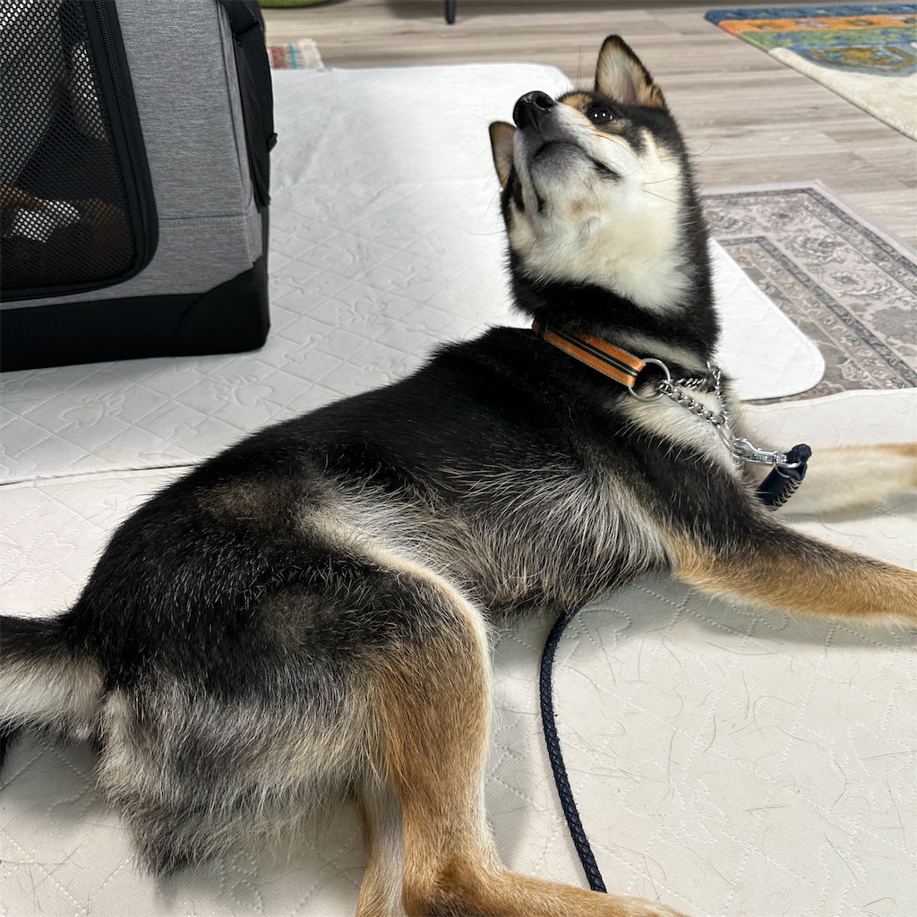 f:id:keikostyle:20250627170335j:image