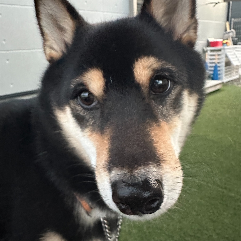 f:id:keikostyle:20251118071517j:image