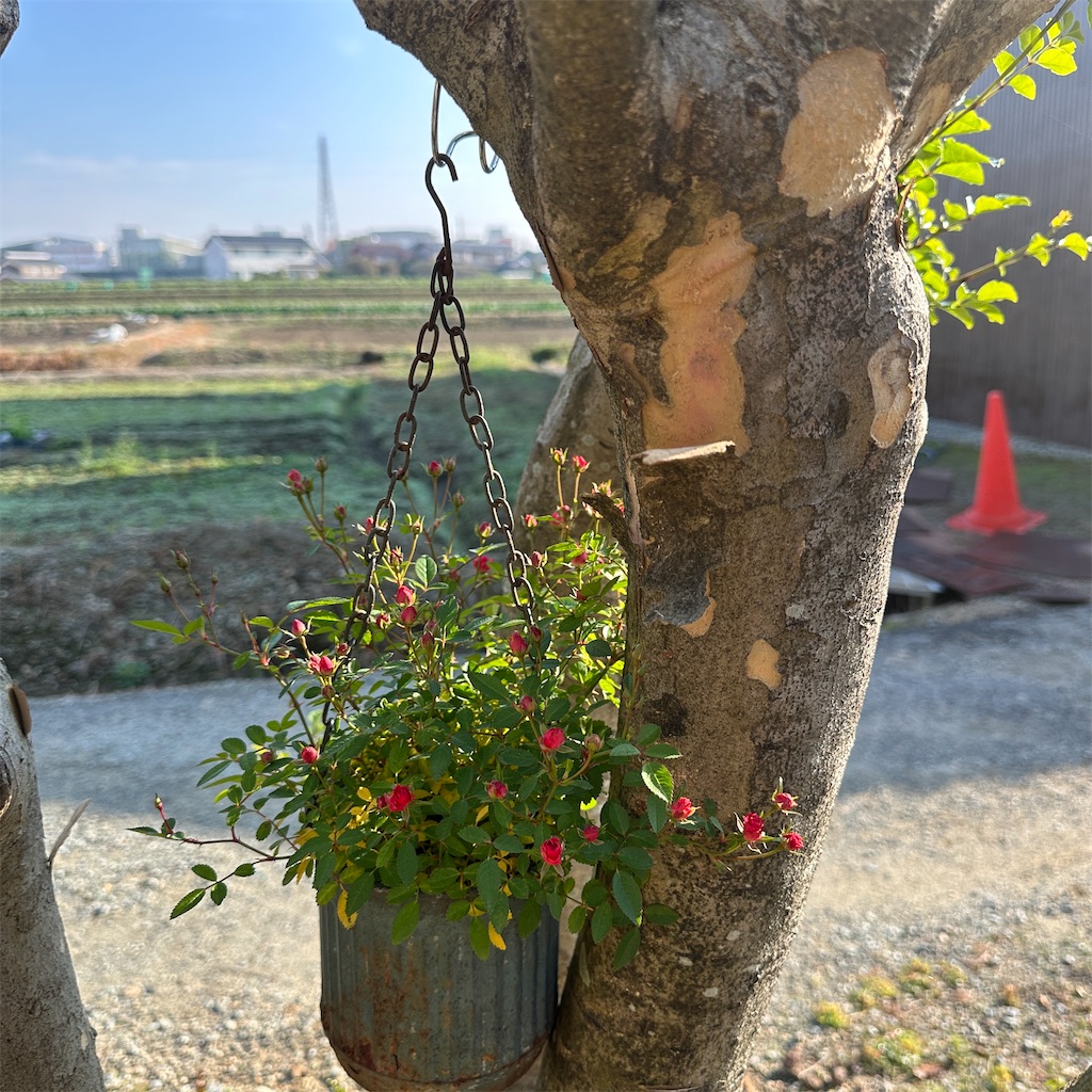 f:id:keikostyle:20251127094627j:image