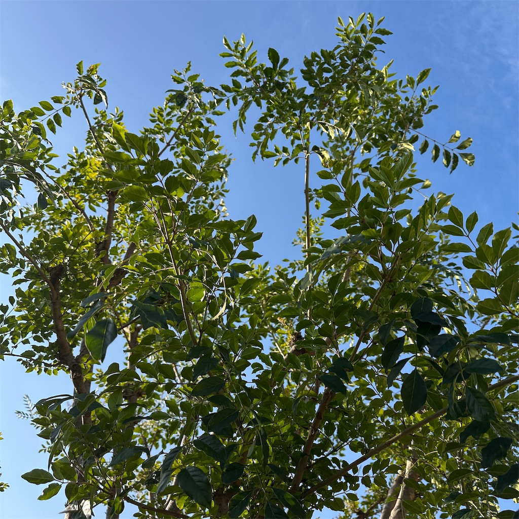 f:id:keikostyle:20251127094634j:image