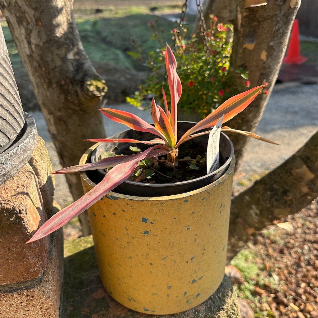 f:id:keikostyle:20251127094659j:image