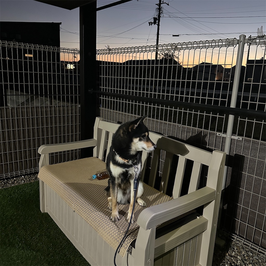 黒柴 🐶 つん - けーこ日記