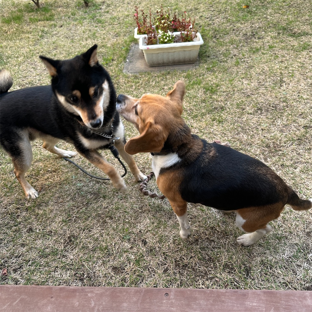 f:id:keikostyle:20260405063556j:image