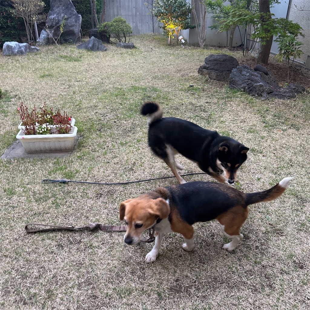 f:id:keikostyle:20260405070446j:image