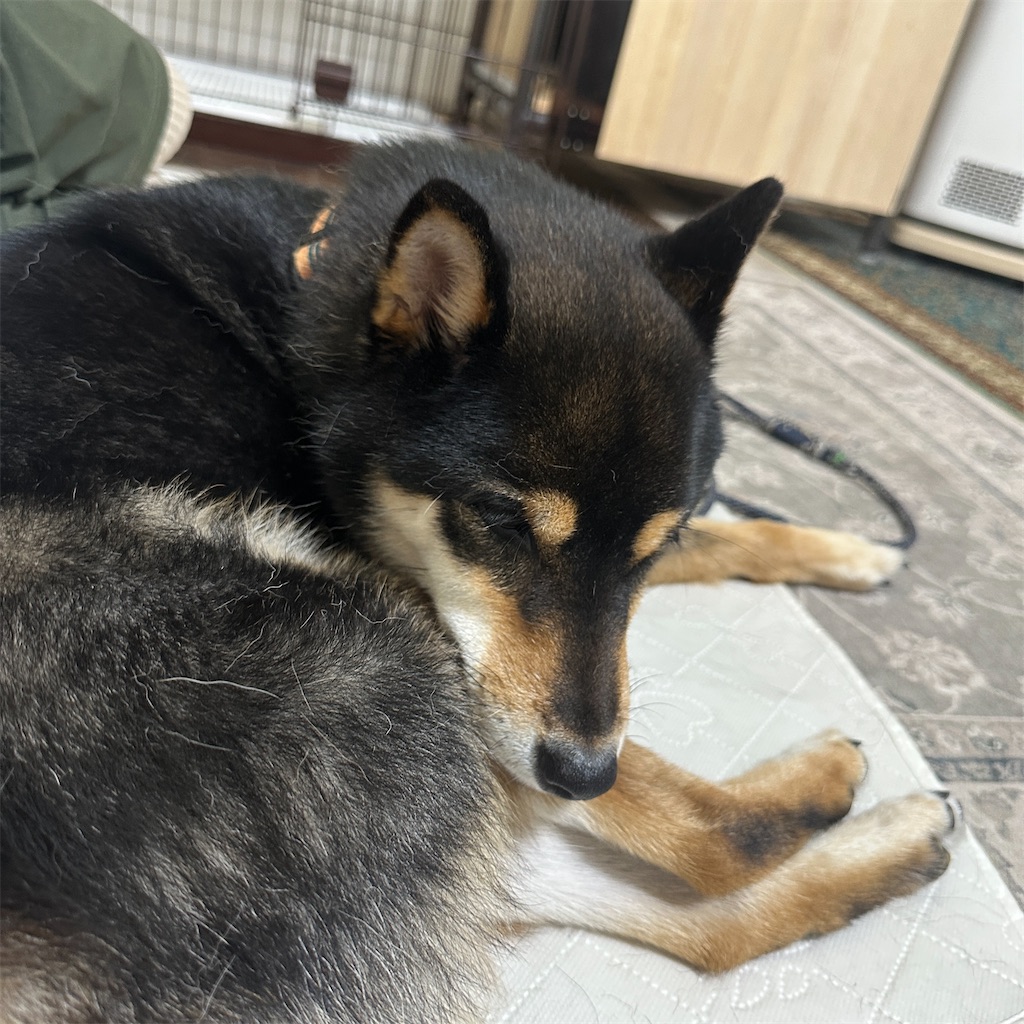 f:id:keikostyle:20260521170129j:image