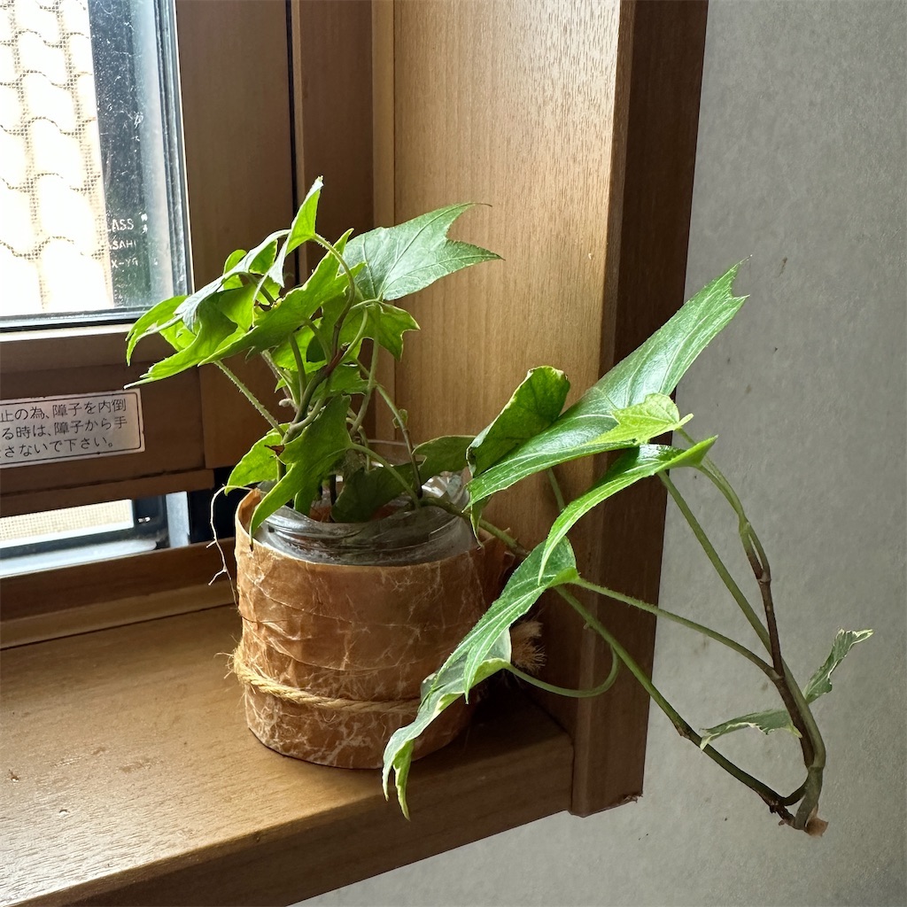 f:id:keikostyle:20260524061823j:image