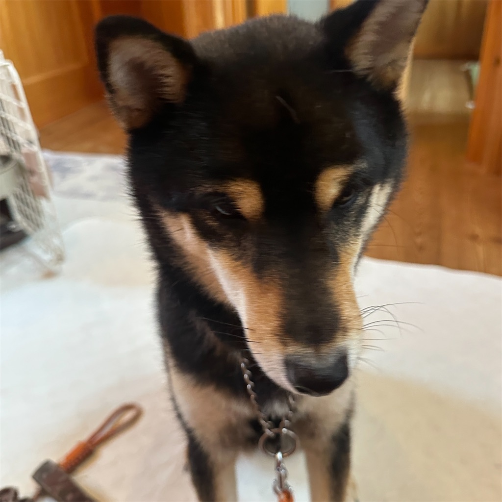 f:id:keikostyle:20260526143051j:image