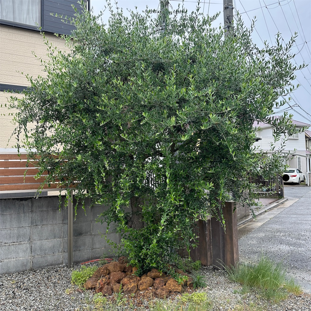 f:id:keikostyle:20260527103725j:image