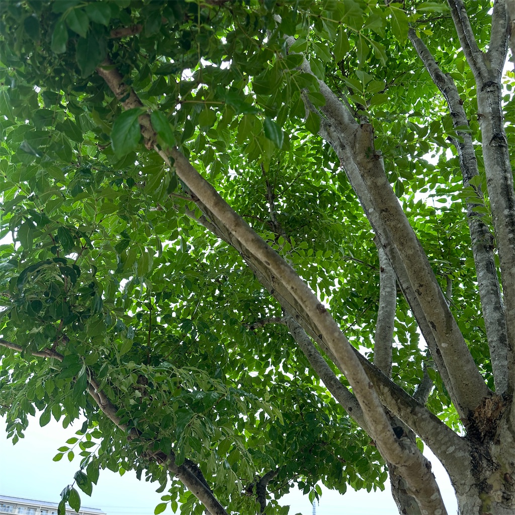 f:id:keikostyle:20260527103729j:image