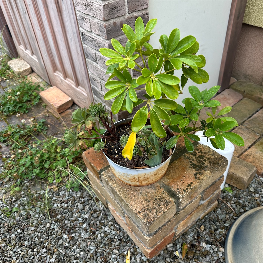 f:id:keikostyle:20260527103744j:image