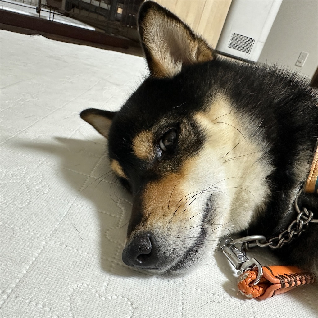 f:id:keikostyle:20260602140609j:image