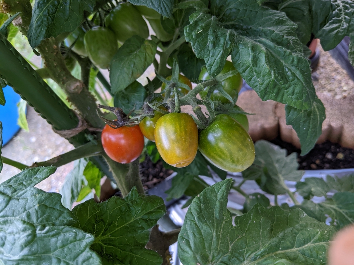 トマト あまたん - keinaの家庭菜園ノート