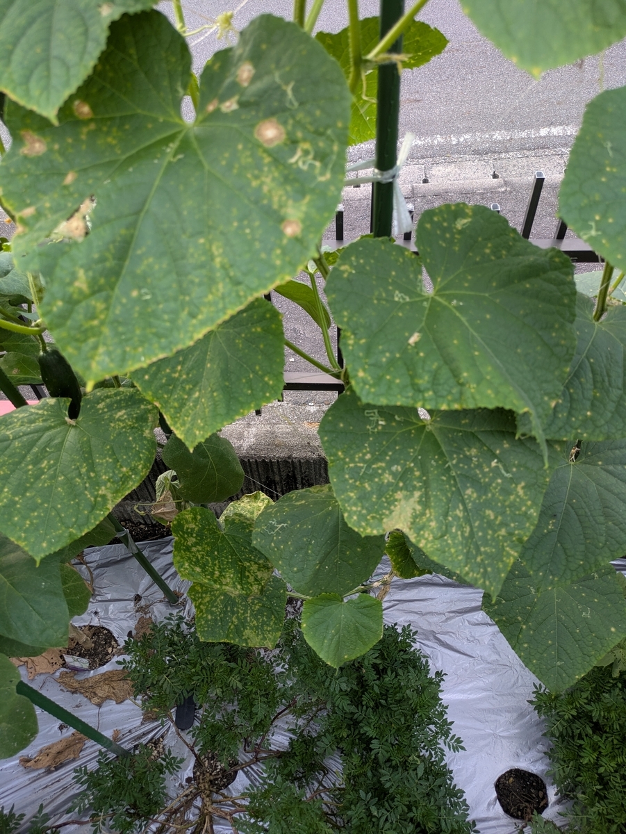 キュウリの病気があっという間に進行 - keinaの家庭菜園ノート