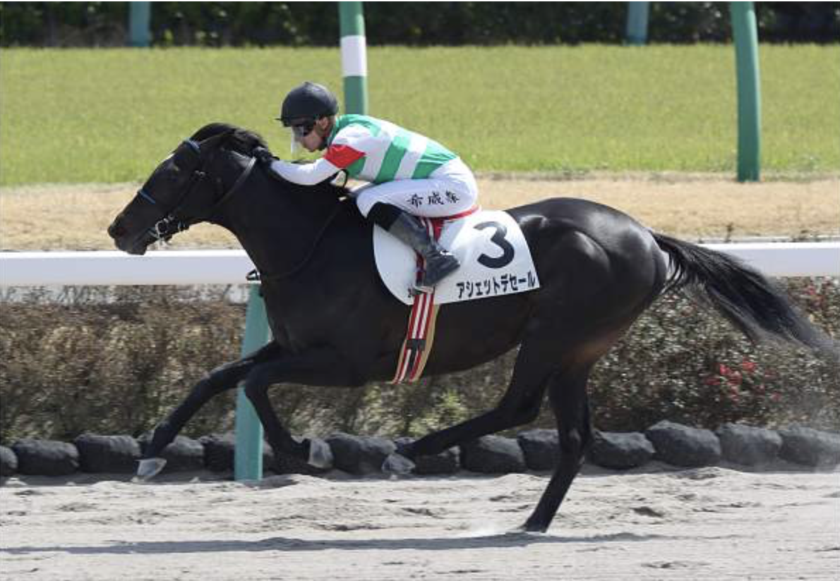 ニンジン馬鹿クラブ週報 26 3重賞揃い踏み サクセッション シーズンズギフト レノヴァールの結果は キャロット一口馬主 ニンジン馬鹿クラブレポート キャロット一口馬主ブログ