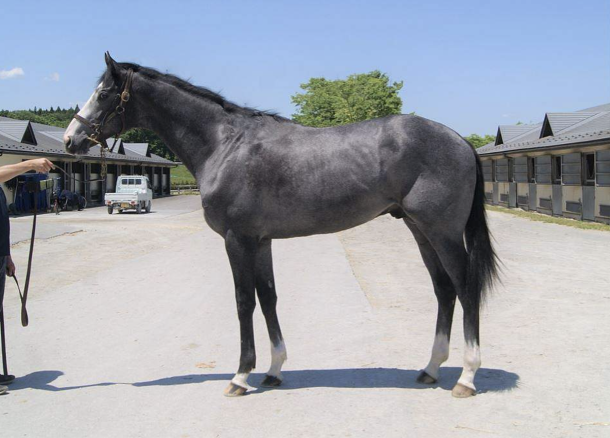 ニンジン馬鹿クラブ週報 42 新馬戦に愛馬レガーメダモーレが出走 キャロット一口馬主 ニンジン馬鹿クラブレポート キャロット一口馬主ブログ