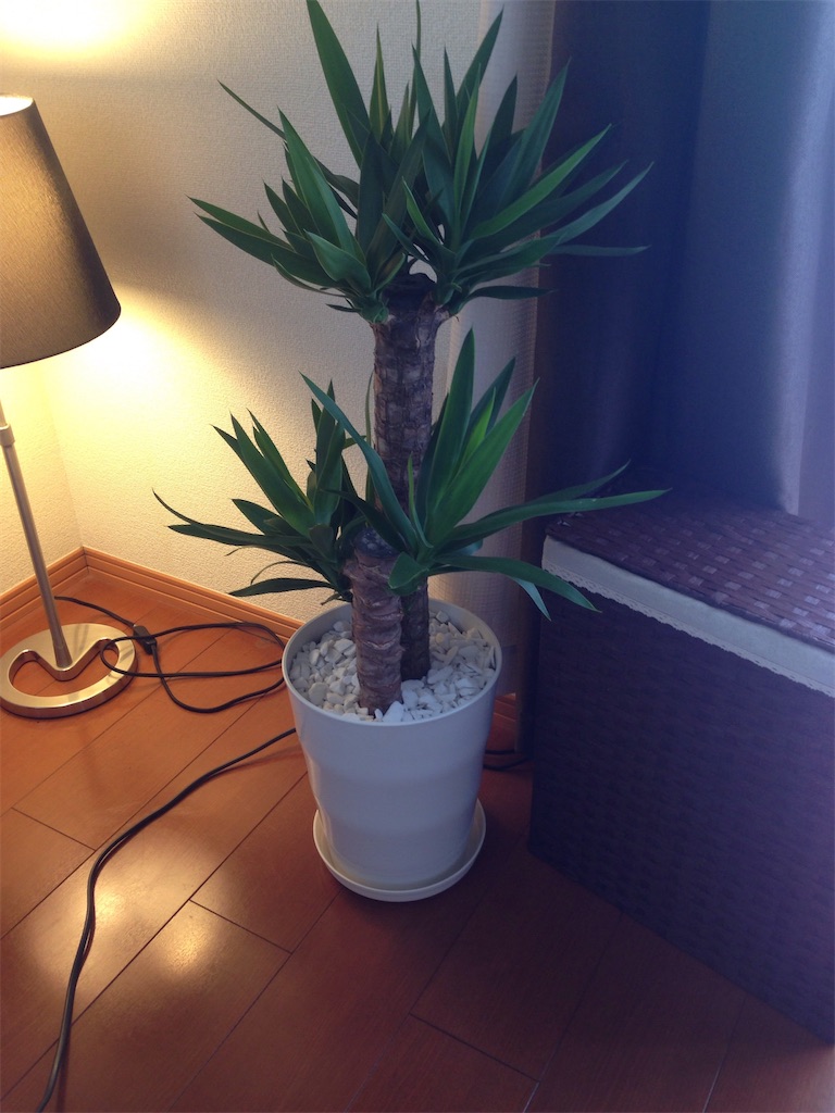 初夏にバッサリ 観葉植物ユッカの剪定方法 けい散歩