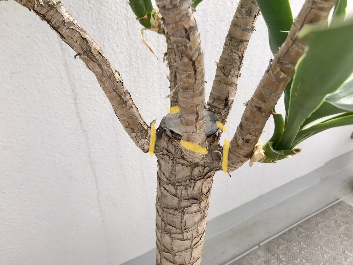 初夏にバッサリ 観葉植物ユッカの剪定方法 けい散歩