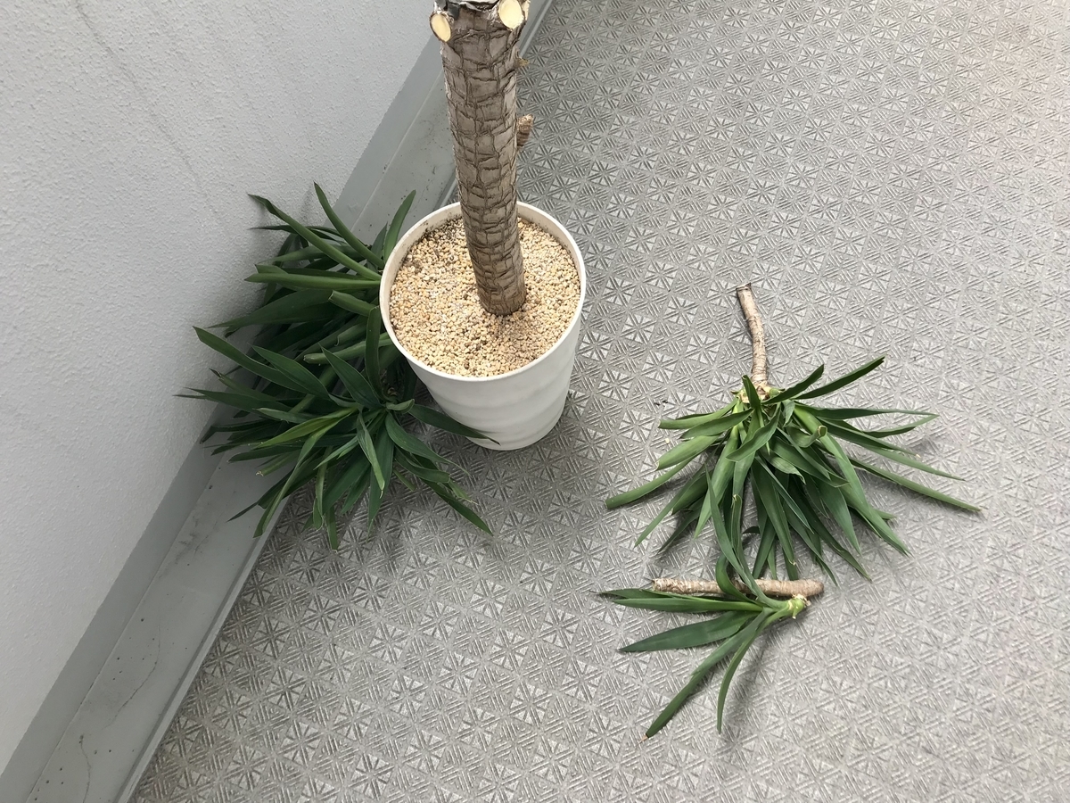 初夏にバッサリ 観葉植物ユッカの剪定方法 けい散歩