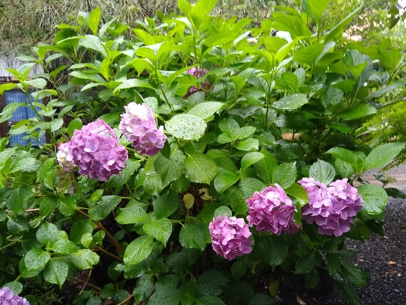 f:id:keisato0:20210624143721j:plain