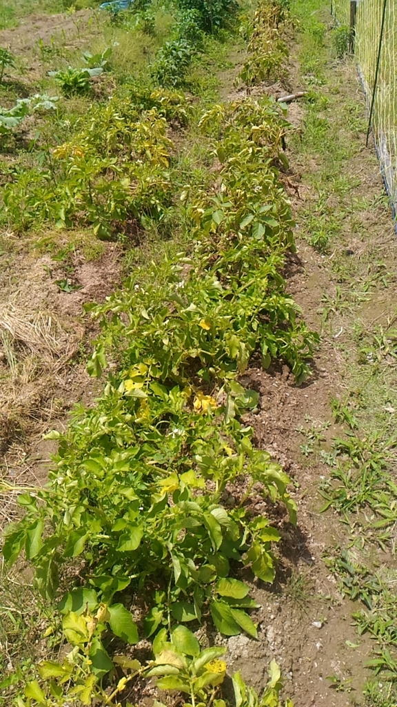 f:id:keisfarm:20180614125352j:plain f:id:keisfarm:20180614125352j:plain