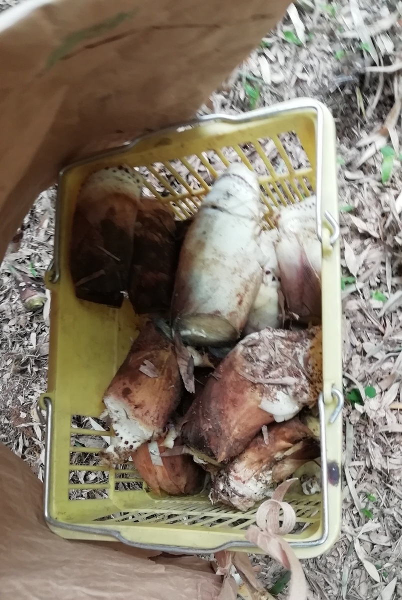 f:id:keisfarm:20200426185306j:plain