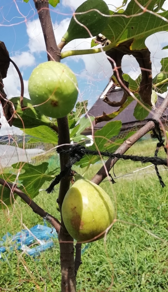 f:id:keisfarm:20200907200647j:plain f:id:keisfarm:20200907200647j:plain