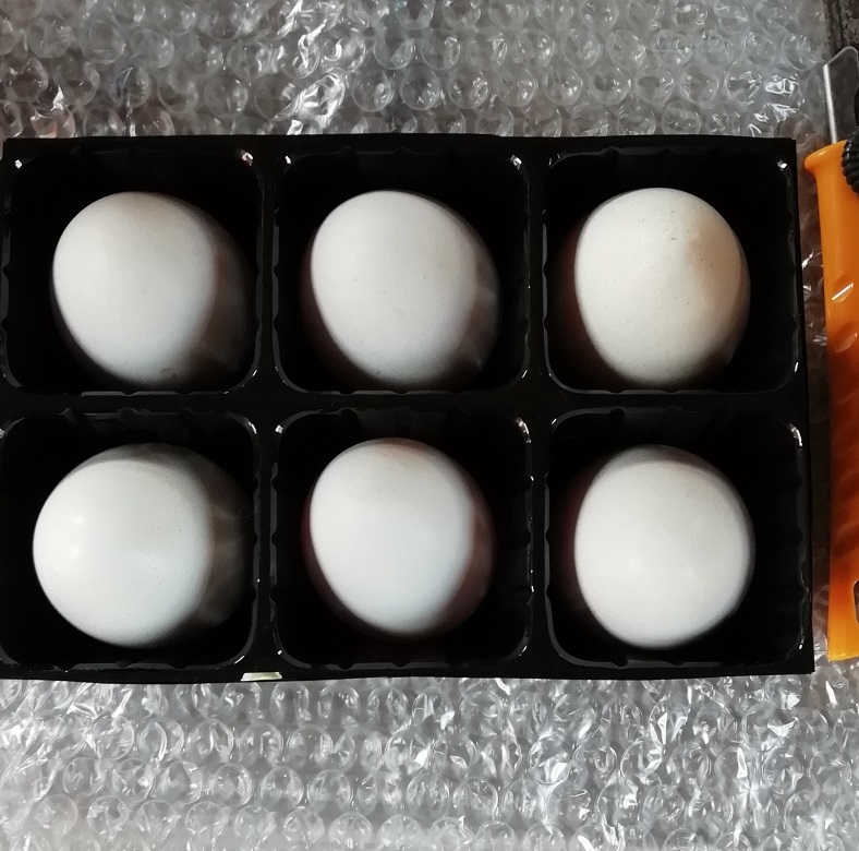 f:id:keisfarm:20210505214113j:plain