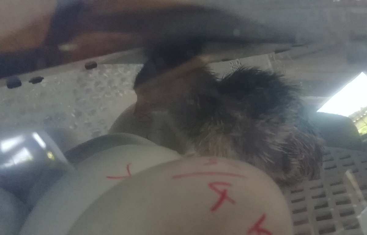 f:id:keisfarm:20210603064502j:plain