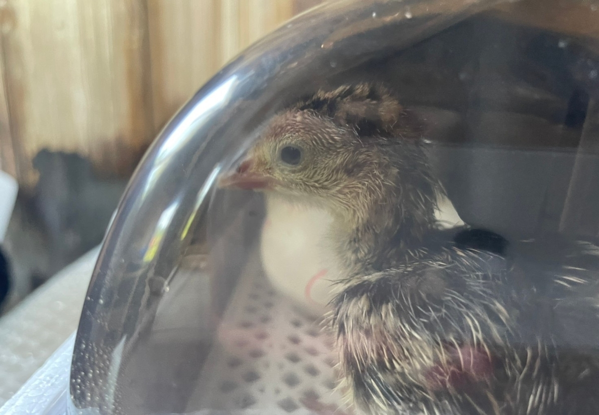 f:id:keisfarm:20210603064505j:plain