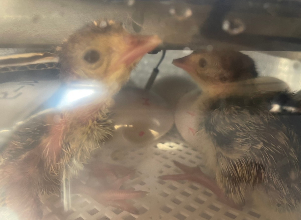 f:id:keisfarm:20210603064507j:plain