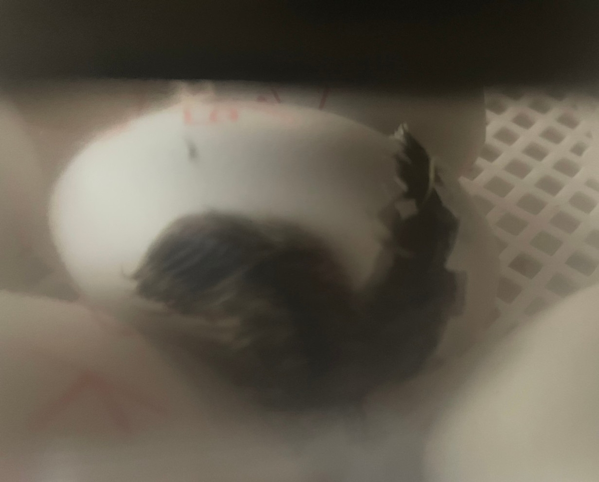 f:id:keisfarm:20210603064510j:plain