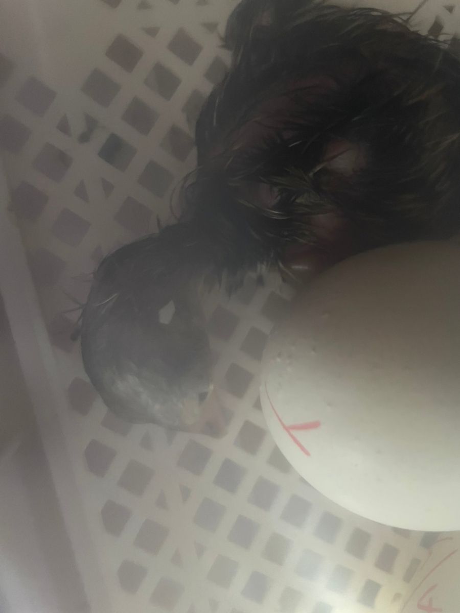 f:id:keisfarm:20210603064512j:plain