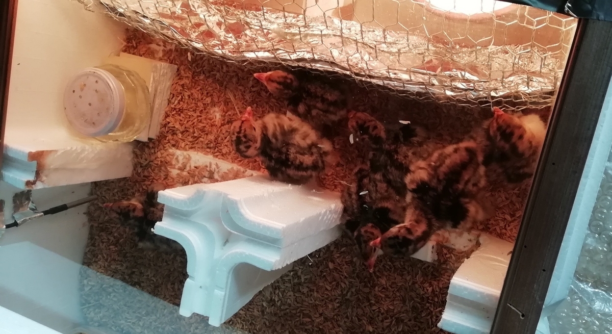 f:id:keisfarm:20210603064539j:plain