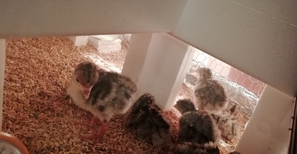 f:id:keisfarm:20210603064544j:plain