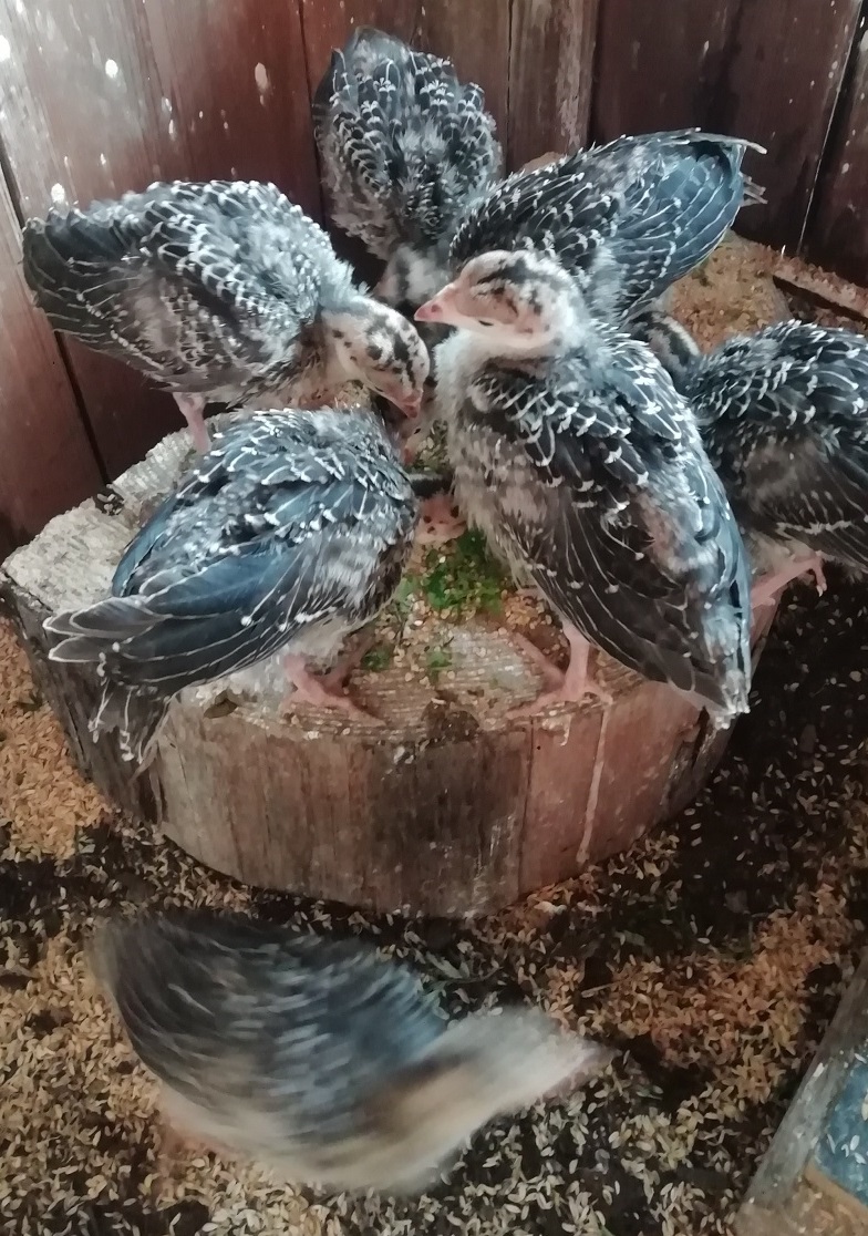 f:id:keisfarm:20210702235301j:plain