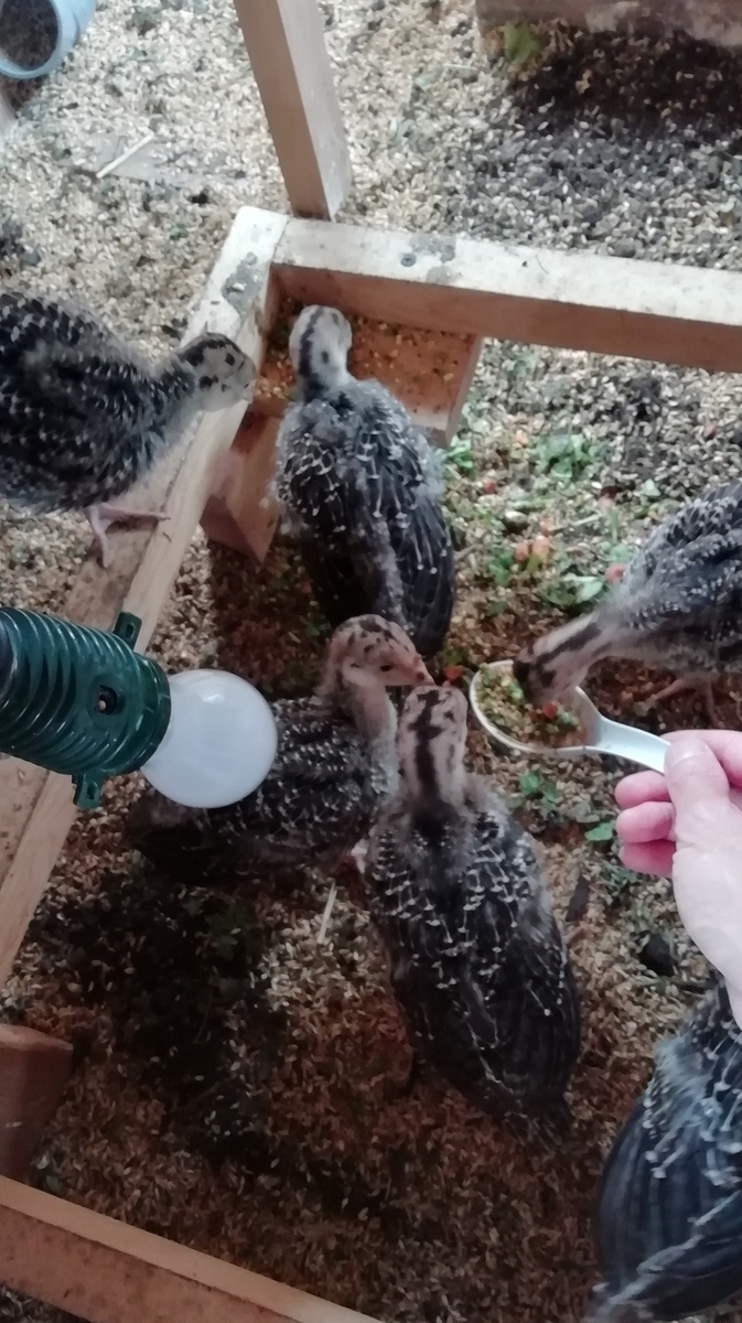 f:id:keisfarm:20210702235304j:plain