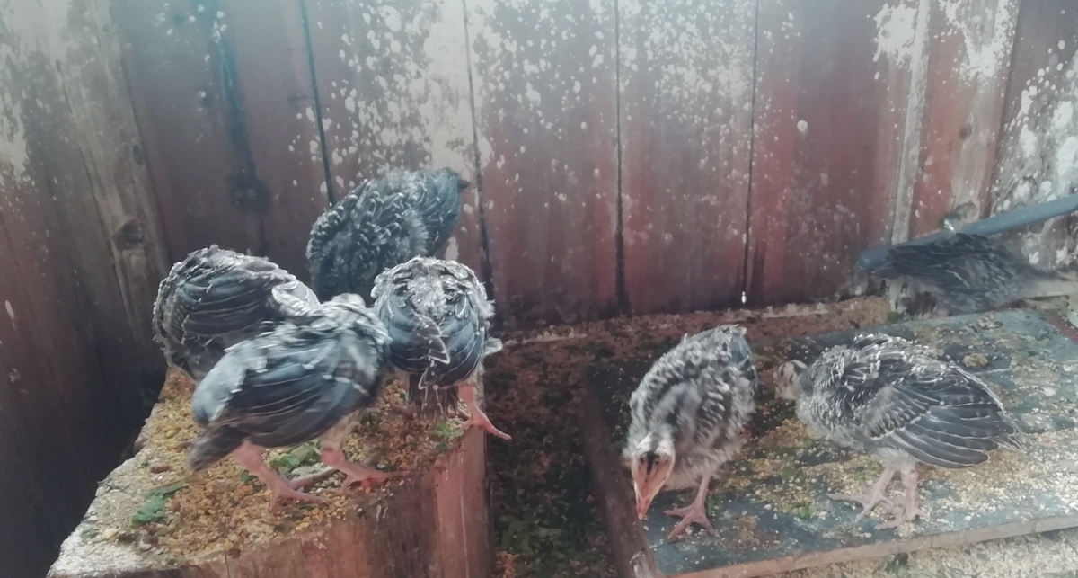 f:id:keisfarm:20210702235306j:plain