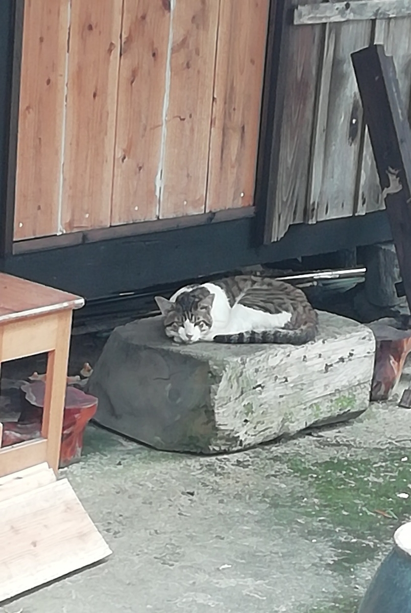 f:id:keisfarm:20210728201241j:plain