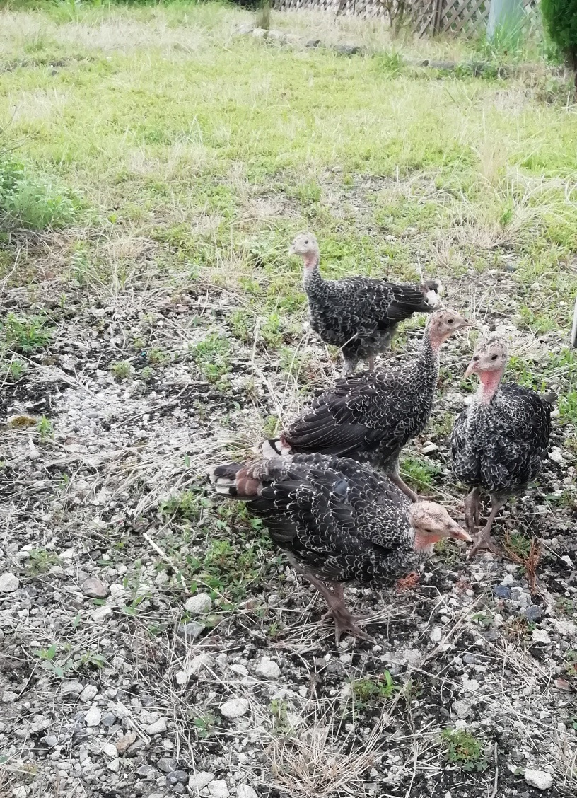 f:id:keisfarm:20210728201248j:plain