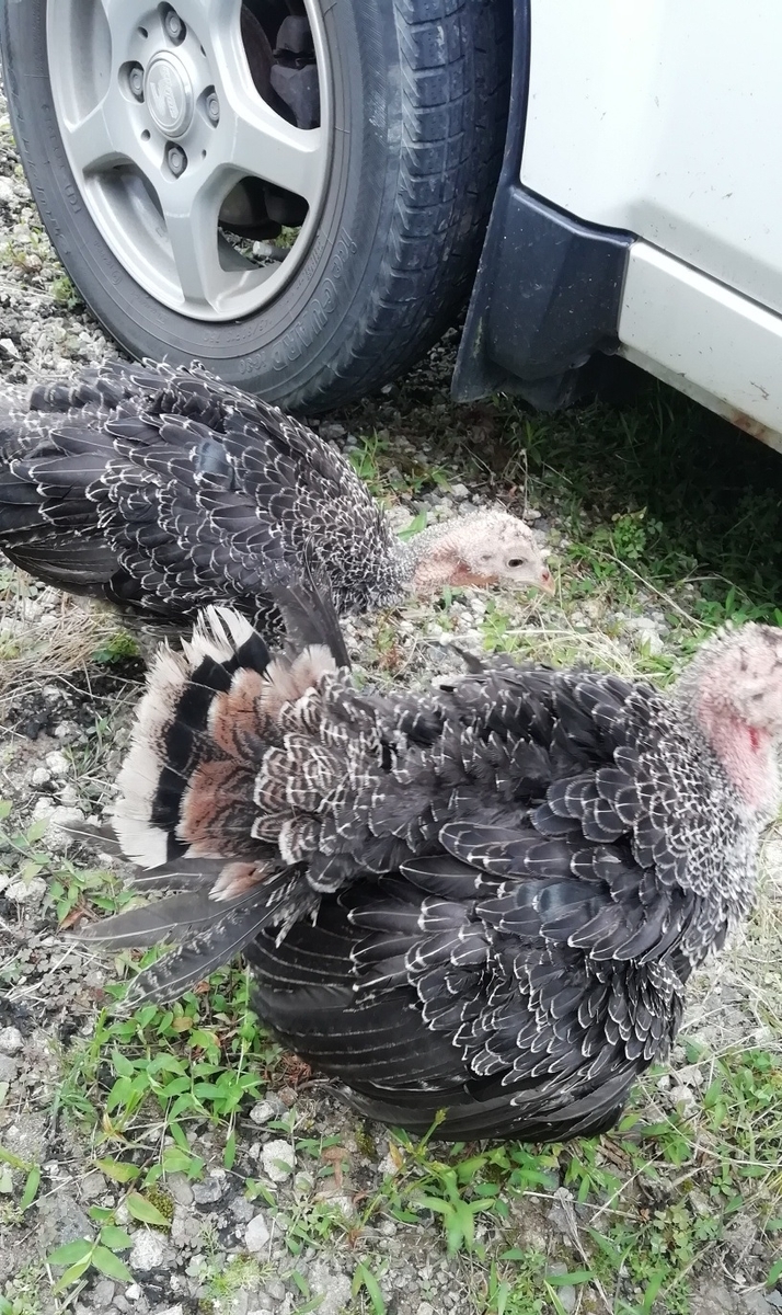 f:id:keisfarm:20210728201251j:plain