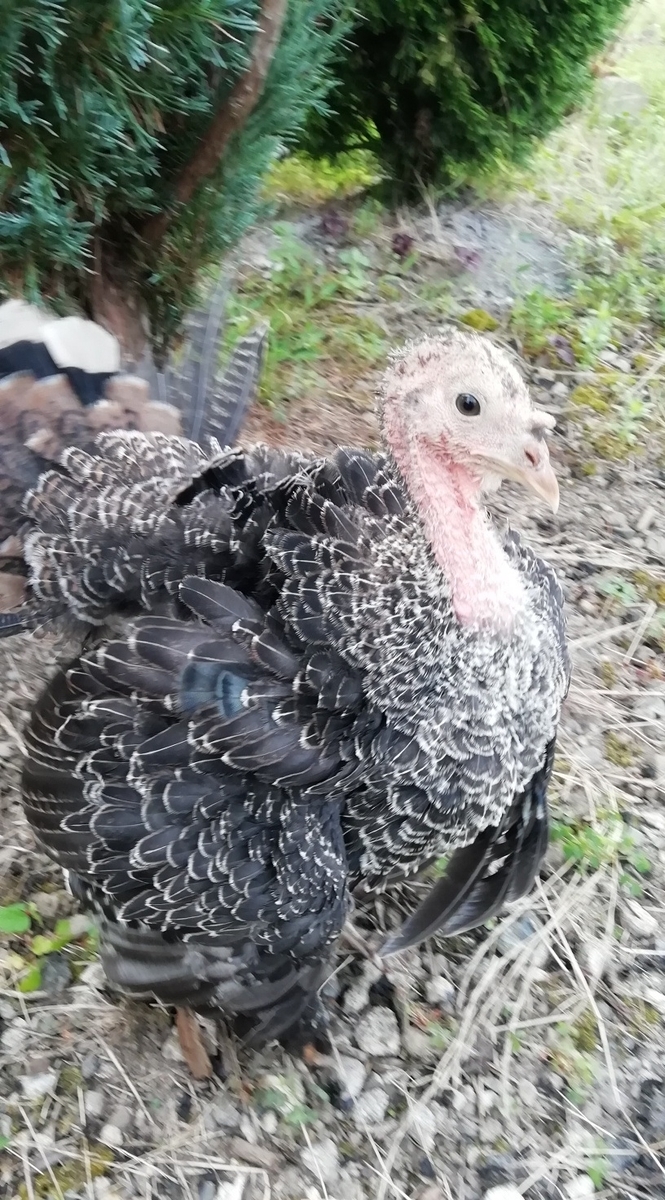 f:id:keisfarm:20210728201303j:plain