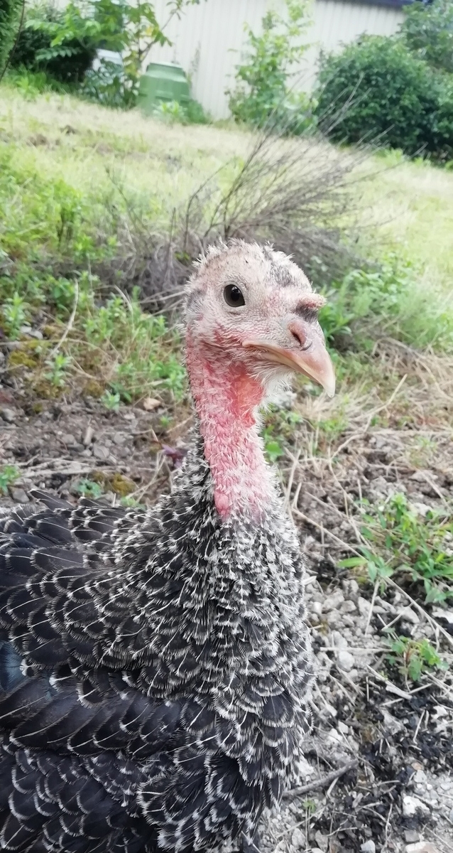 f:id:keisfarm:20210728201307j:plain