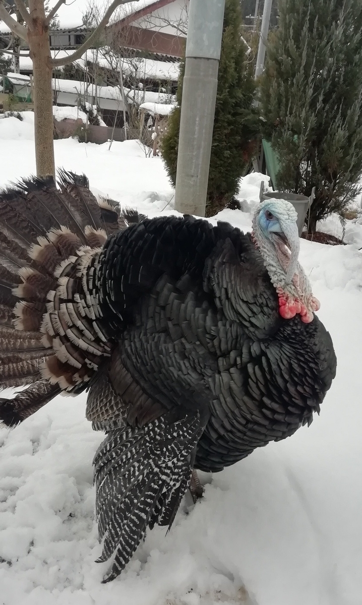 f:id:keisfarm:20220118104741j:plain