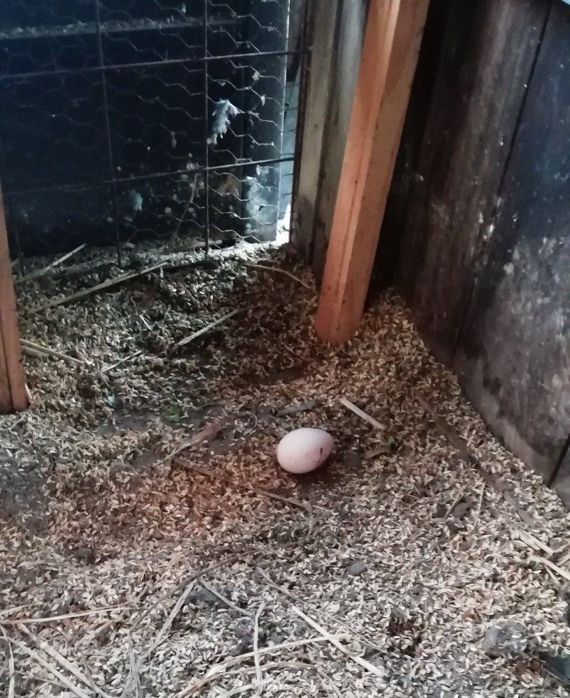 f:id:keisfarm:20220118104747j:plain