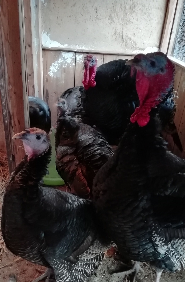 f:id:keisfarm:20220118104749j:plain