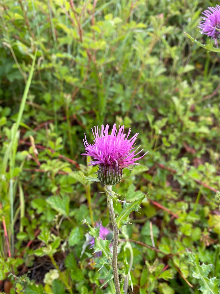 f:id:keishiro-shiraishi:20200418113123j:image