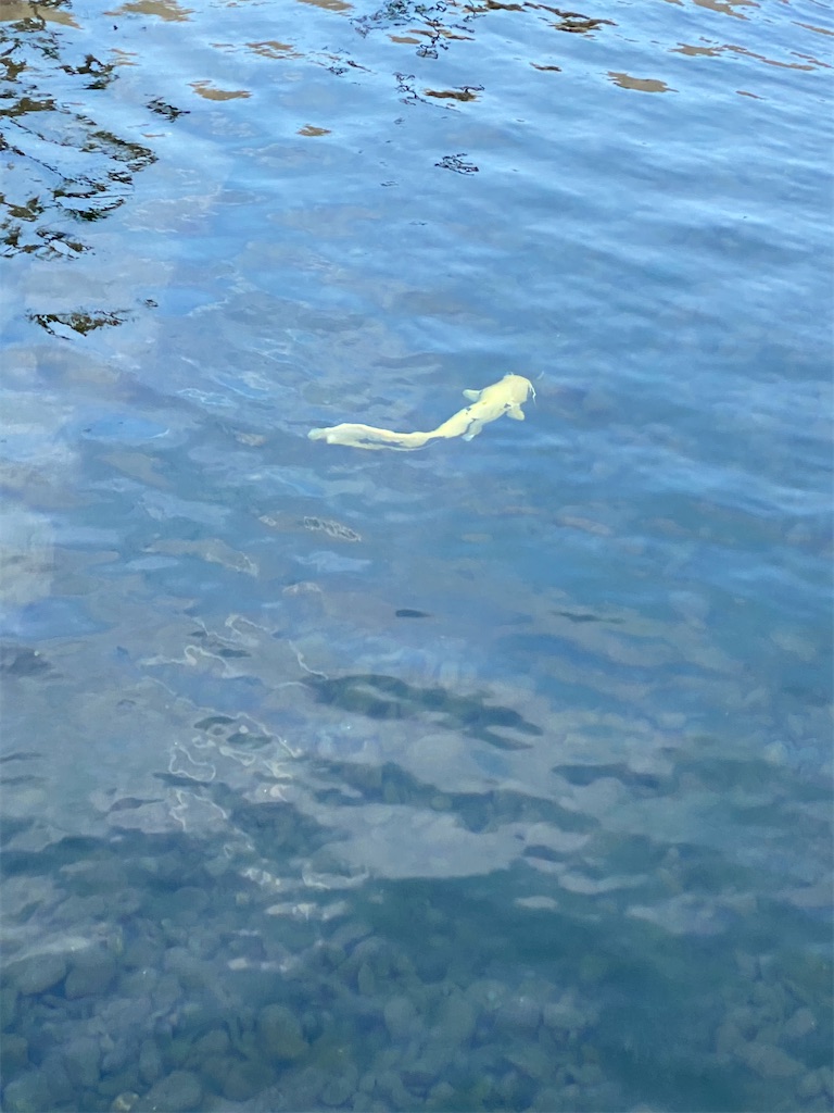 f:id:keishiro-shiraishi:20200422093751j:image