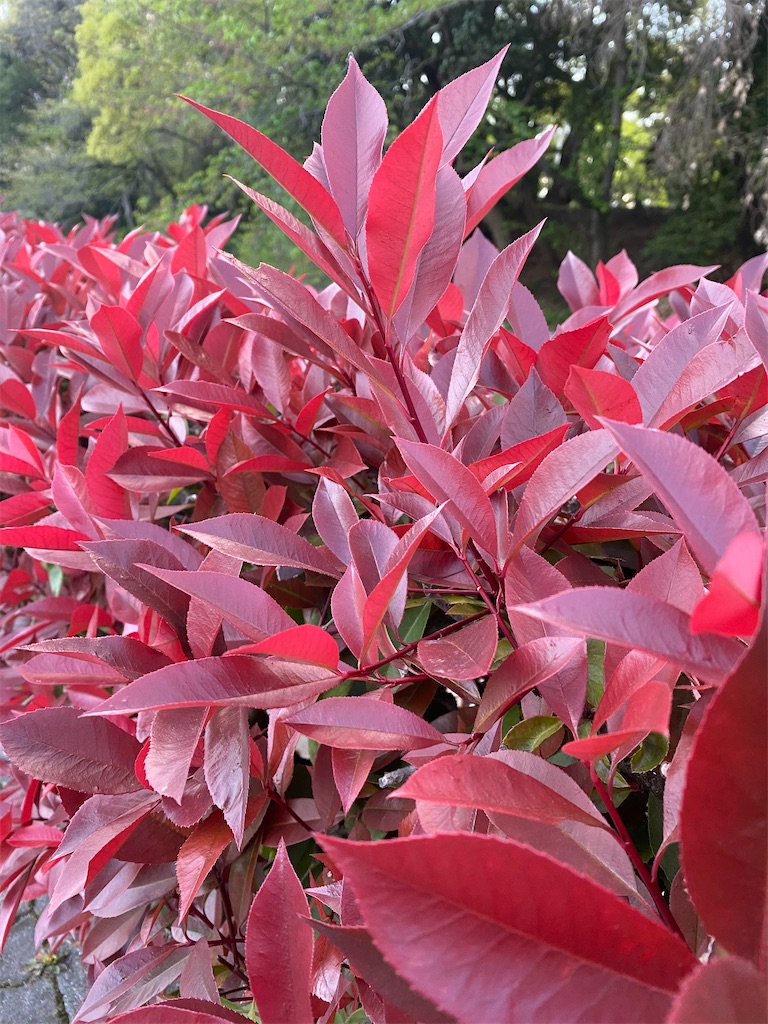 f:id:keishiro-shiraishi:20200422093850j:image