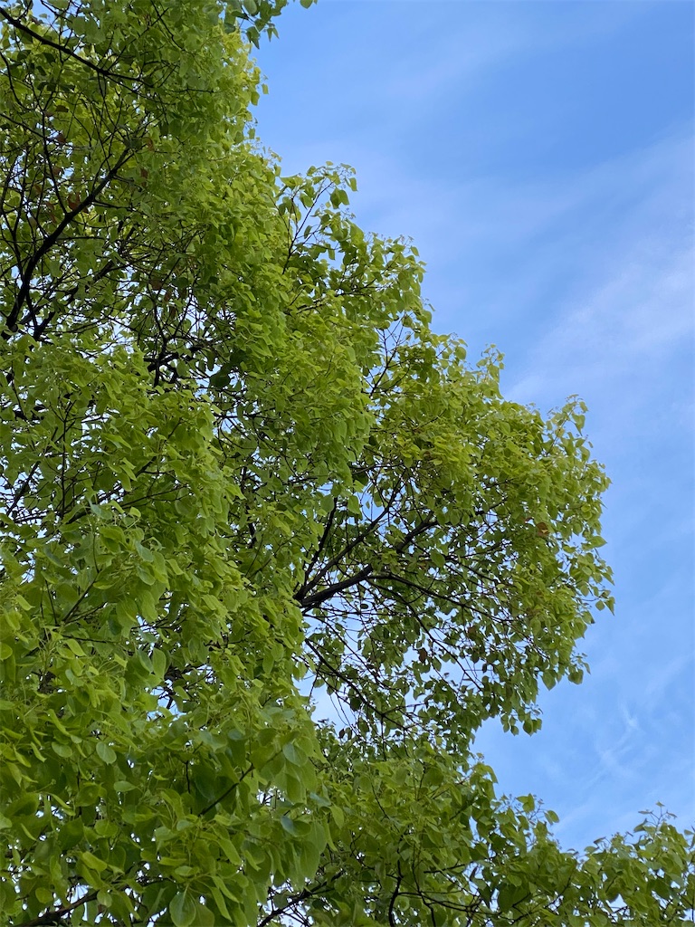 f:id:keishiro-shiraishi:20200422094105j:image