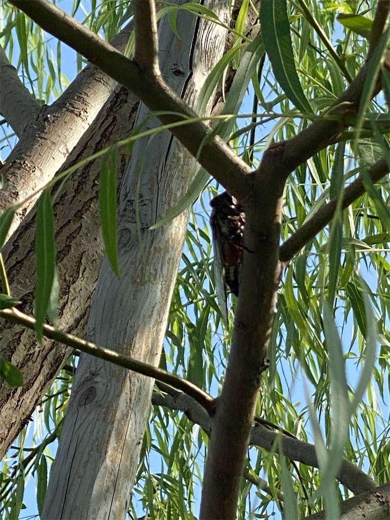 f:id:keishiro-shiraishi:20200828113344j:image